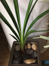 星雨香（XINGYUXIANG）超香 兰花 室内盆栽 花卉绿植 兰草植物兰花苗 蓝宝石 1苗新手试养 实拍图