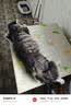 皇家猫粮 成猫猫粮 营养均衡 F32 通用粮 1-7岁 2KG 实拍图