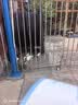 亿迪猫粮全价成猫幼猫国产蓝猫布偶流浪猫全阶段20斤羊奶低敏营养丰富 实拍图