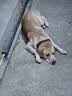 京东京造狗粮中大型犬成犬幼犬狗粮20kg/10kg*2边牧金毛拉布拉多 实拍图