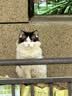 伟嘉猫粮成猫全价猫粮亮毛蓝猫均衡营养10kg海洋鱼夹心粮【原料透明】 实拍图