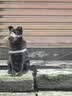 宠德多狗狗嘴套狗嘴罩中型犬大型犬辅助减少狗咬狗叫外出捡食宠物用品 咖啡色（物流较快） M-中型（20斤-50斤） 实拍图