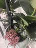 史丹利（STANLEY）植物促生剂营养液通用型花肥养花肥料再生浓缩花卉绿植专用108ml 实拍图