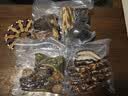 得力易封系列 家用真空封口机小型抽真空封口塑封机 食品保鲜腊肉密封干湿两用加宽封口爆款升级 LM776 实拍图