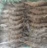 果勋鲜活速冻黑虎虾 净重2.8斤 60-80只 海鲜大虾类高虾青素海鲜水产 实拍图