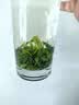 万品珍高山云雾绿茶 2026新茶明前特级浓香型嫩芽耐泡茶叶罐装100g 【便携品鉴】特级高山云雾75g 实拍图