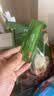 京东京造奶球奶精球淡奶油咖啡伴侣10ml*50粒特浓型搭档奶茶咖啡饮料 实拍图