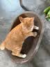 疯狂的主人猫抓板窝碗形超大号猫抓盆不掉屑猫窝宠物猫玩具瓦楞纸猫爪板 实拍图