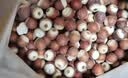 九芝堂芡实广东高要益肾固精补脾止泻除湿止带薏米赤豆茯苓煮粥祛湿中药饮片正品500g/袋 实拍图