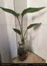种花迷水培天堂鸟盆栽花卉植物室内客厅绿植面鹤望兰吸甲醛四季好养活 精品水培天堂鸟20-30厘米1棵【不含瓶】 实拍图