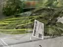 大菠菜300g 实拍图
