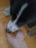 比乐狗粮守护天使全价犬粮小型成幼犬中大型犬通用干粮鲜鸭梨牛肉骨 【牛肉苹果果寡糖】 成犬粮 30斤 实拍图