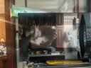格兰仕（Galanz）变频微波炉烤箱一体机 光波炉 智能大功率速热 家用大平板23升大容量 省电一级能效 2026新款 C2S7 【800瓦】一级能效更省电 实拍图