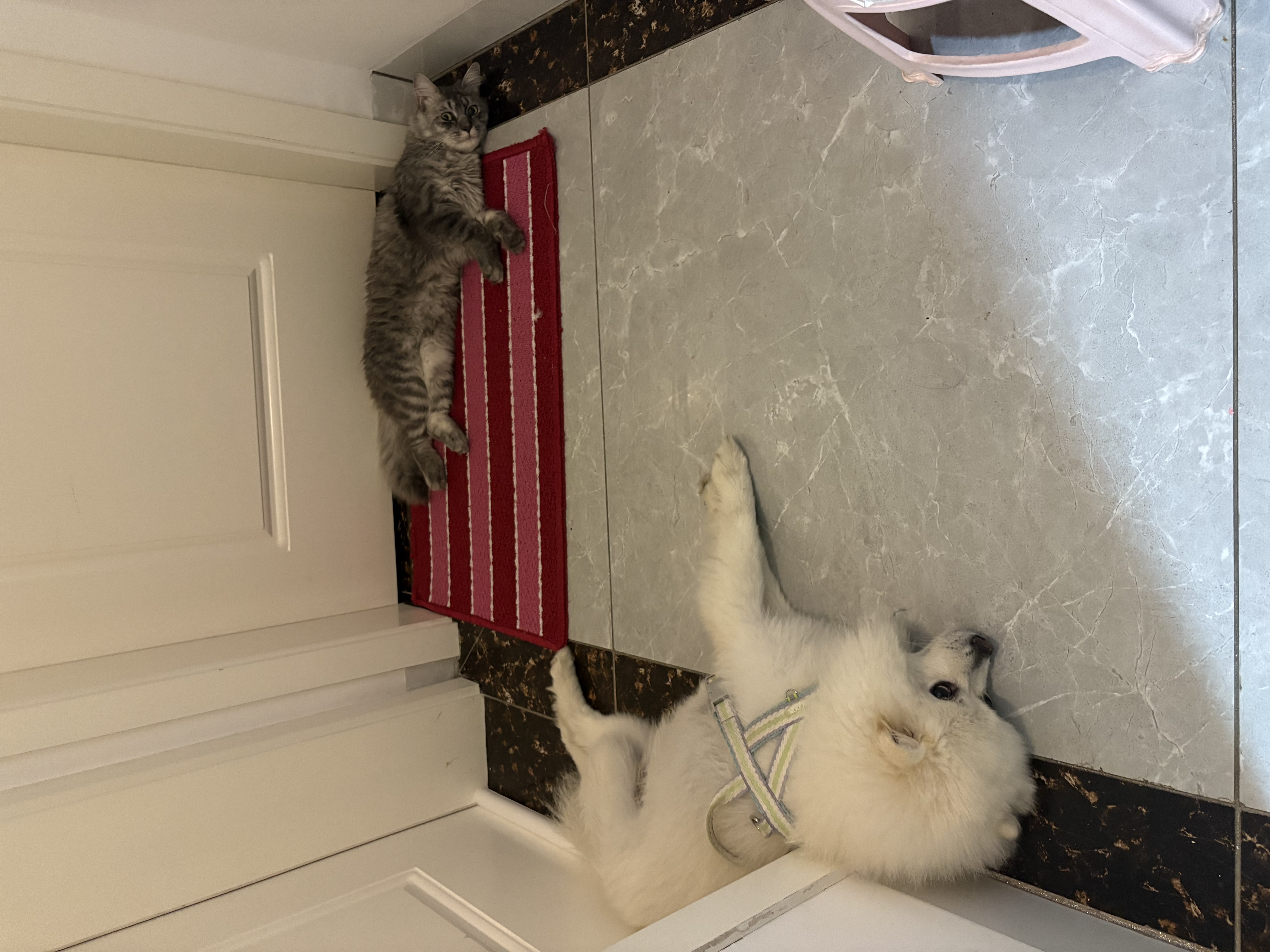 麦富迪猫粮 超肉粒冻干双拼成猫粮美毛护肠三文鱼10kg/20斤【宠物金选】 实拍图