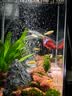 森森鱼缸增氧泵水族箱氧气泵LQE-50家用小型充氧泵3W单孔+全套配件 实拍图