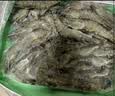 果勋鲜活速冻黑虎虾 净重2.8斤 60-80只 海鲜大虾类高虾青素海鲜水产 实拍图