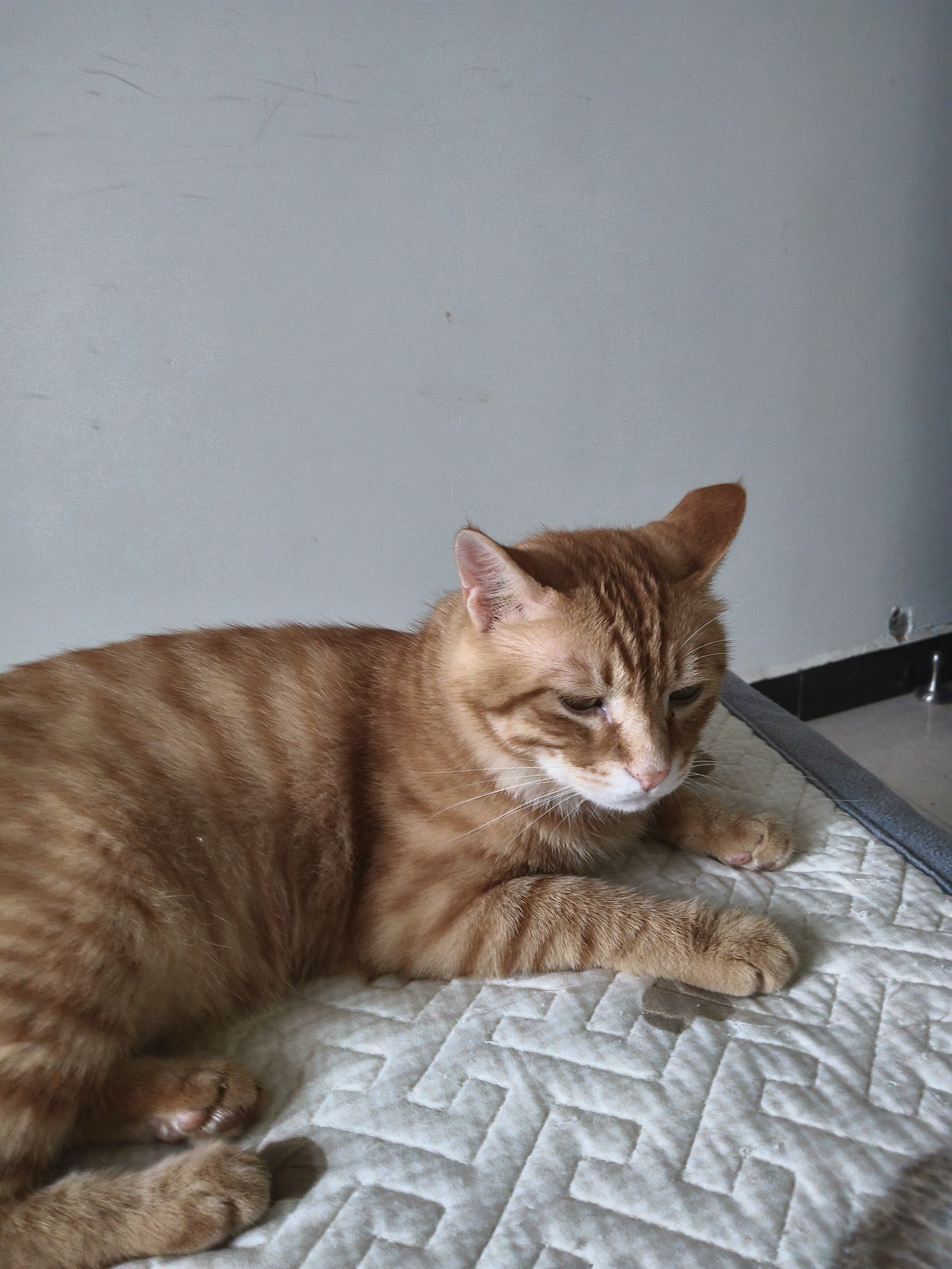 网易严选猫湿粮宠物零食浓汤大口肉罐头 鸡肉+三文鱼85g*6罐 实拍图