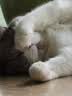 喔喔（WOWO）全价猫粮 经典大蓝包冻干三鲜 成猫通用猫干粮囤货装 鳕鱼虾6kg 实拍图
