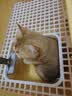 HELLOJOY猫砂盆超大号全封闭浴缸防臭巨无霸猫厕所防外溅幼猫成猫猫屎盆 实拍图