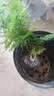 文竹盆栽绿植花卉盆景植物室内客厅水培文松云竹文竹大苗四季常青 小文竹【1颗】原盆原土球发货 高度15-25cm 实拍图