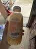 清蓝杨枝甘露380ml*15瓶整箱经典港式甜品椰果芒果味秋冬饮品饮料 实拍图