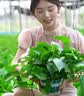 京东绿植绿萝盆栽除甲醛花卉绿植办公室新房净化空气180加仑2盆装源头直 实拍图