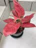 芷郁绿植盆栽托盘垫接水圆形防烂根树脂花盆托底座托盘 特厚210型3个 实拍图