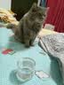 网易严选猫用薄荷饼干宠物幼猫成猫猫咪零食饼干薄荷味 95克 实拍图
