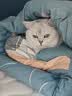 诚实一口P40全价猫粮成猫幼猫室内外80%鲜肉高蛋白长肉美毛鸡鱼味1.5kg 实拍图
