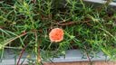 花沃里营养土通用型12L 花土种植土种菜土兰花多肉土泥炭土椰砖有机土壤 实拍图