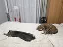 普安特宠物狗狗猫咪微量元素片防异食癖啃土吃草挑食补氨基酸微量元素片 实拍图