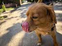 京东京造狗粮牛肉蛋黄味犬粮10kg/20斤成犬粮均衡营养强筋健骨 实拍图