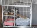 【京东快递】猫咪保暖加厚椭圆窝封闭式宠物窝小型犬狗窝猫咪窝 云雾灰 S码40*50（10斤内） 实拍图