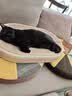 喵丽丝剑麻猫抓板猫窝一体耐磨不易掉屑猫咪玩具猫爪板耐抓四季通用抓盆 【冲量款】椭圆麻布贈猫薄荷 实拍图