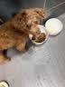 麦富迪狗粮 无谷牛肉双拼狗粮成犬小型犬比熊贵宾缓解泪痕 10kg/20斤 实拍图