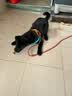 petlimit狗狗胸背带牵引绳泰迪金毛中小型宠物用品幼犬遛狗链子 青桔S 实拍图
