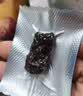 三只松鼠高蛋白肉脯500g量贩箱装靖江风味鸡肉猪肉干休闲零食中秋团购送礼 实拍图