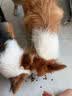 醇粹黑标狗粮无谷冻干犬粮大型犬成犬幼犬通用鸡肉鱼肉狗粮15kg囤货装 实拍图