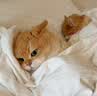 皇家英短成猫粮 BS34 通用粮 12月以上 4.5KG 实拍图