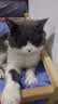 好主人金装好主人猫粮2.0 成猫幼猫蓝猫英短通用全价无谷冻干 【刘宇代言】成猫粮5斤 实拍图