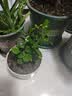 九里香盆栽茉莉花绿植室内驱蚊四季开花带花苞七里香水培盆景植物 【特价】高约16cm九里香苗6株 九里香 实拍图