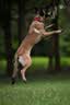 拉夫威尔ruffwear福朗特狗狗项圈遛狗绳成犬小型犬通用柯基狗狗链子 峡谷红 M 晒单实拍图
