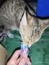 力狼 猫条猫零食 成幼猫通用宠物猫咪零食猫湿粮 【超值囤货】鲜肉猫条15g*100支 实拍图