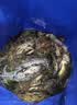 花沃里赶海工具5件套加大款 铲子挖沙赶海夹子水桶铁锹耙子盐瓶园艺工具 实拍图