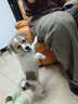 欢刻狗笼宠物笼子大中小型犬带厕所便携折叠笼子狗猫咪鸡兔折叠笼具子 黑色50*33*38【6斤内】限小体格 实拍图