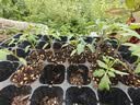 史丹利育苗型营养土12L 扦插养花通用专用土壤种植土有机优质土基质 实拍图