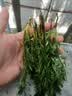 疯狂水草懒人水草植物直接入缸火山石鱼缸造景套餐20-40cm缸源头直发包邮b 实拍图