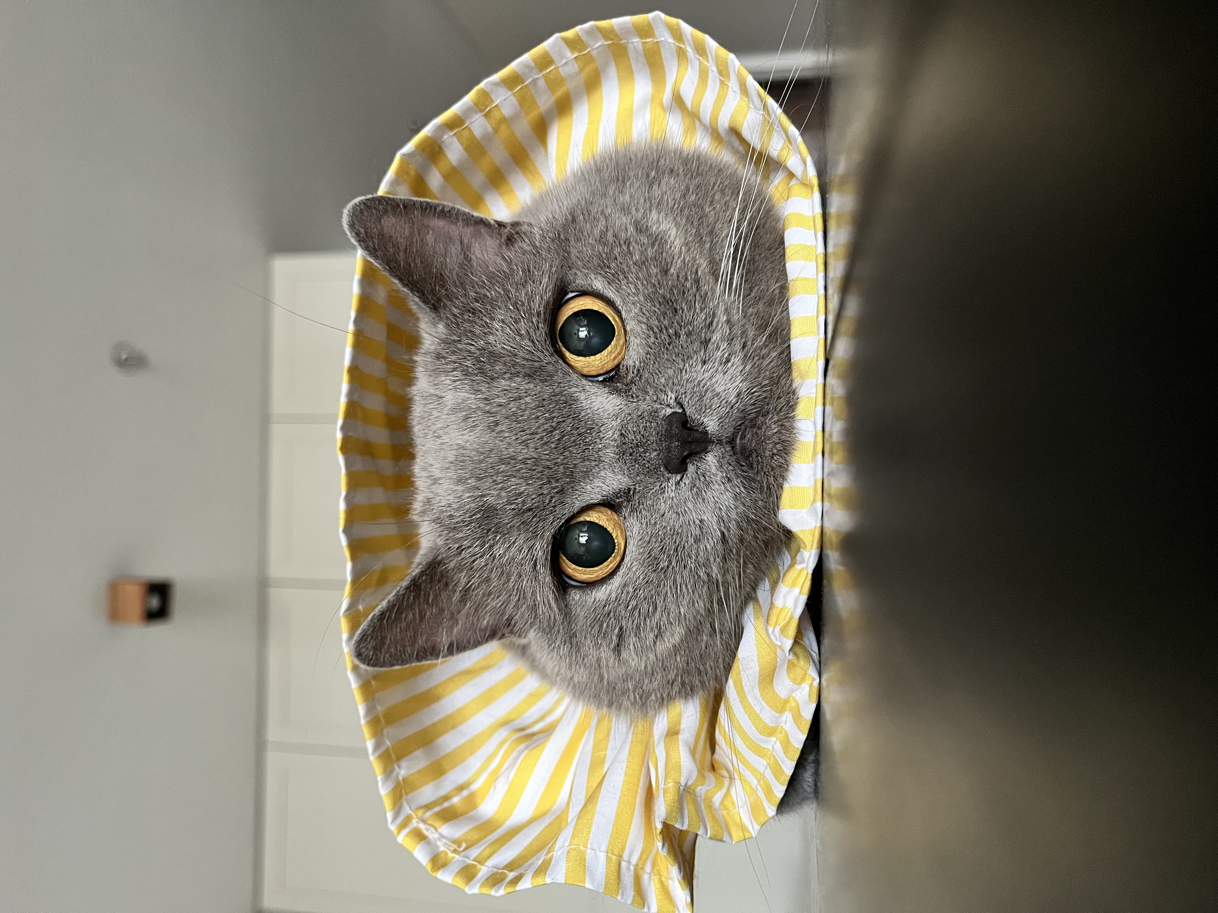 皇家英短成猫粮 BS34 通用粮 12月以上 4.5KG 实拍图
