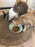 麦富迪猫粮 超肉粒冻干双拼成猫粮美毛护肠胃 三文鱼2kg 实拍图