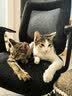 网易严选全价冻干双拼猫粮3.0成猫幼猫干粮鲜鸡肉7.2kg【囤货装】宠物金选 实拍图